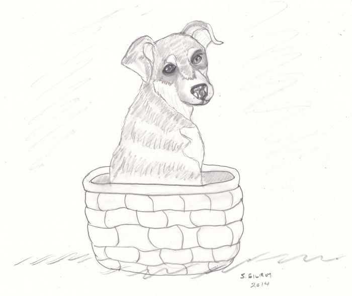 Puppy basket by Sally Gilroy